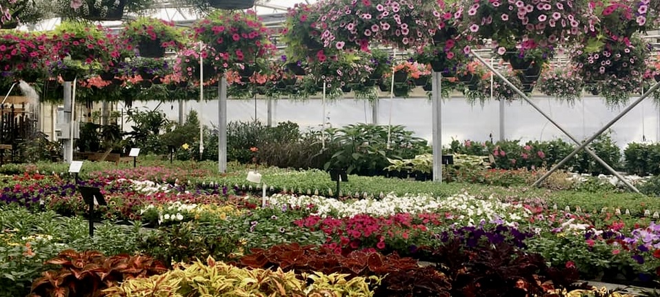 Display Beds Country Colors Greenhouse Ohio Featured